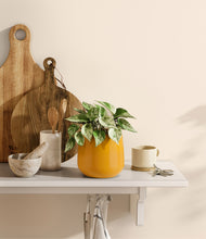 Load image into Gallery viewer, Mustard