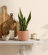 Load image into Gallery viewer, Calm Rose