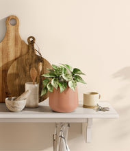 Load image into Gallery viewer, Calm Rose