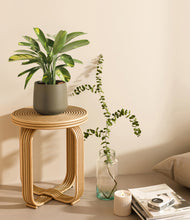 Load image into Gallery viewer, Olive