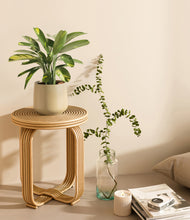 Load image into Gallery viewer, Almond Green