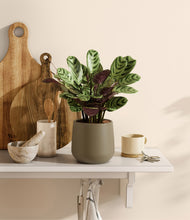 Load image into Gallery viewer, Olive