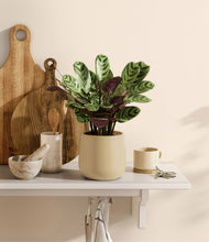 Load image into Gallery viewer, Almond Green