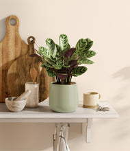 Load image into Gallery viewer, Turquoise