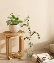 Load image into Gallery viewer, Shiny EggWhite