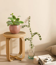 Load image into Gallery viewer, Calm Rose