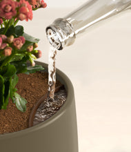 Load image into Gallery viewer, Olive