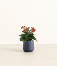 Load image into Gallery viewer, Deep Navy*****Profile