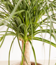 Load image into Gallery viewer, ALL