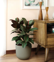 Load image into Gallery viewer, Sage Green