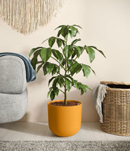 Load image into Gallery viewer, Sunset Orange