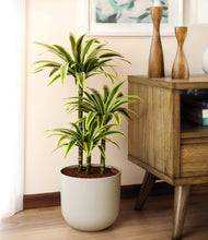 Load image into Gallery viewer, Natural Bamboo