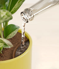 Load image into Gallery viewer, Key Lime Yellow stand:all