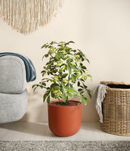 Load image into Gallery viewer, Earth Red