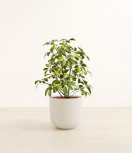 Load image into Gallery viewer, Natural Bamboo*****Profile