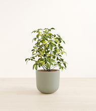 Load image into Gallery viewer, Sage Green*****Profile