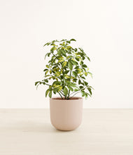 Load image into Gallery viewer, Sandy Pink*****Profile