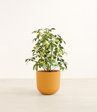 Load image into Gallery viewer, Sunset Orange*****Profile