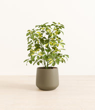 Load image into Gallery viewer, Olive*****Profile