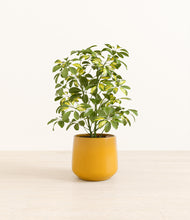 Load image into Gallery viewer, Mustard*****Profile