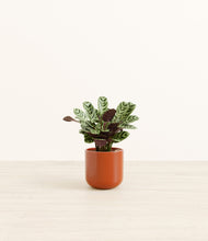 Load image into Gallery viewer, Glossy Red*****Profile