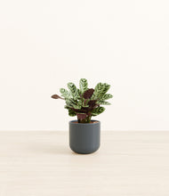 Load image into Gallery viewer, Iron Gray*****Profile