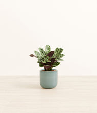 Load image into Gallery viewer, Reactive Aqua*****Profile