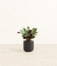 Load image into Gallery viewer, Stone Black*****Profile