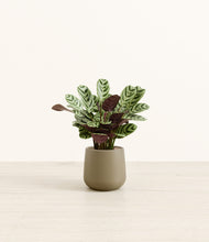 Load image into Gallery viewer, Olive*****Profile