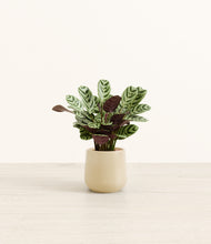 Load image into Gallery viewer, Almond Green*****Profile