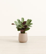 Load image into Gallery viewer, Eternal Gray*****Profile