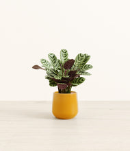 Load image into Gallery viewer, Mustard*****Profile
