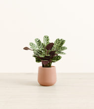 Load image into Gallery viewer, Calm Rose*****Profile