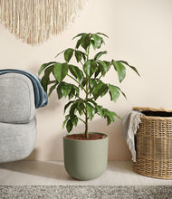 Load image into Gallery viewer, Sage Green