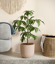 Load image into Gallery viewer, Sandy Pink