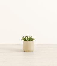 Load image into Gallery viewer, Almond Green*****Profile