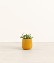 Load image into Gallery viewer, Mustard*****Profile