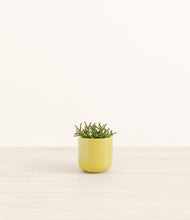 Load image into Gallery viewer, Key Lime Yellow*****Profile