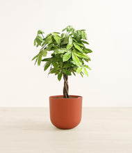 Load image into Gallery viewer, Earth Red*****Profile