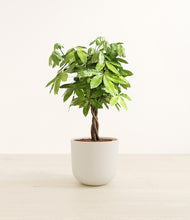 Load image into Gallery viewer, Natural Bamboo*****Profile