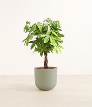 Load image into Gallery viewer, Sage Green*****Profile