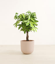 Load image into Gallery viewer, Sandy Pink*****Profile