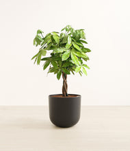 Load image into Gallery viewer, Stone Black*****Profile