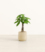 Load image into Gallery viewer, Almond Green*****Profile