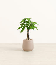 Load image into Gallery viewer, Eternal Gray*****Profile