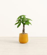 Load image into Gallery viewer, Mustard*****Profile