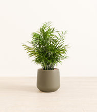 Load image into Gallery viewer, Olive*****Profile