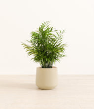 Load image into Gallery viewer, Almond Green*****Profile