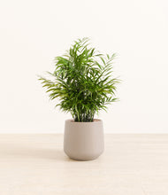 Load image into Gallery viewer, Eternal Gray*****Profile