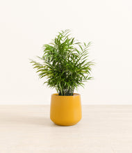 Load image into Gallery viewer, Mustard*****Profile